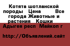 Котята шотланской породы › Цена ­ 40 - Все города Животные и растения » Кошки   . Адыгея респ.,Майкоп г.